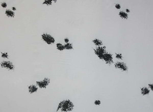 Ткань плащ. Таффета 190Т рис.0111 (ветрозащитная)